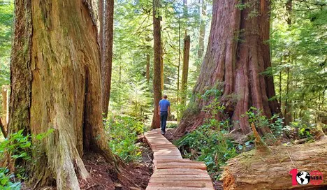 سفر به شهر ساحلی ونکوور